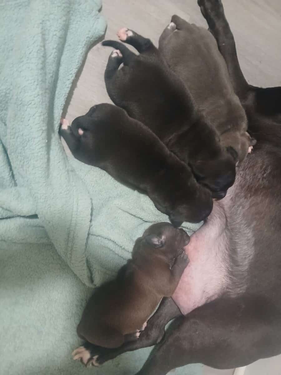 American bully dogo argentino mix puppies image 2