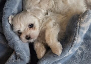 Maltese Purebred Puppies