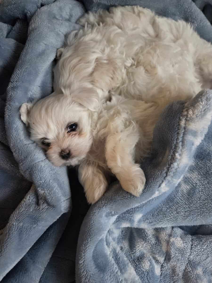 Maltese Purebred Puppies image 1