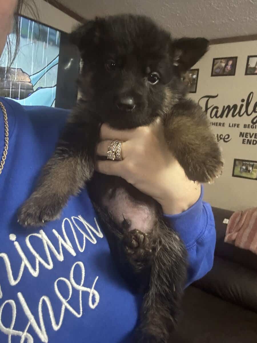 AKC registered German shepherd litter image 1