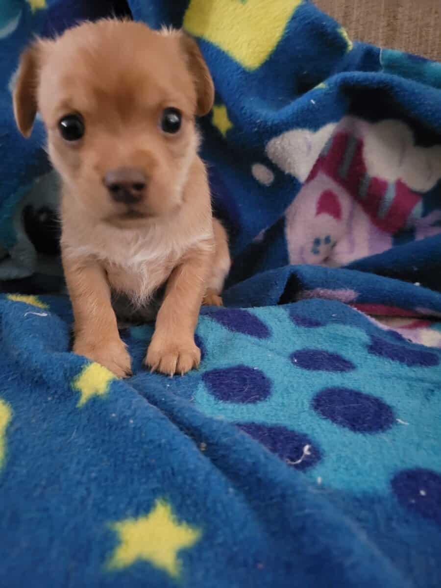 Minpin mix puppies image 4
