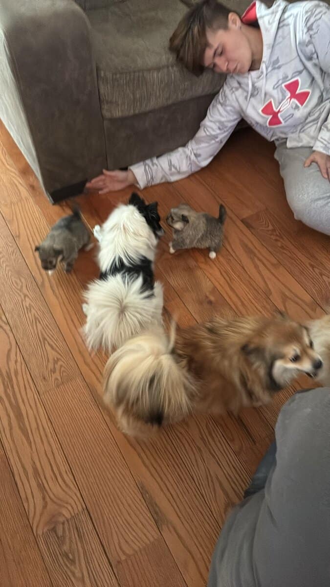 Browns Pomeranian pups image 6