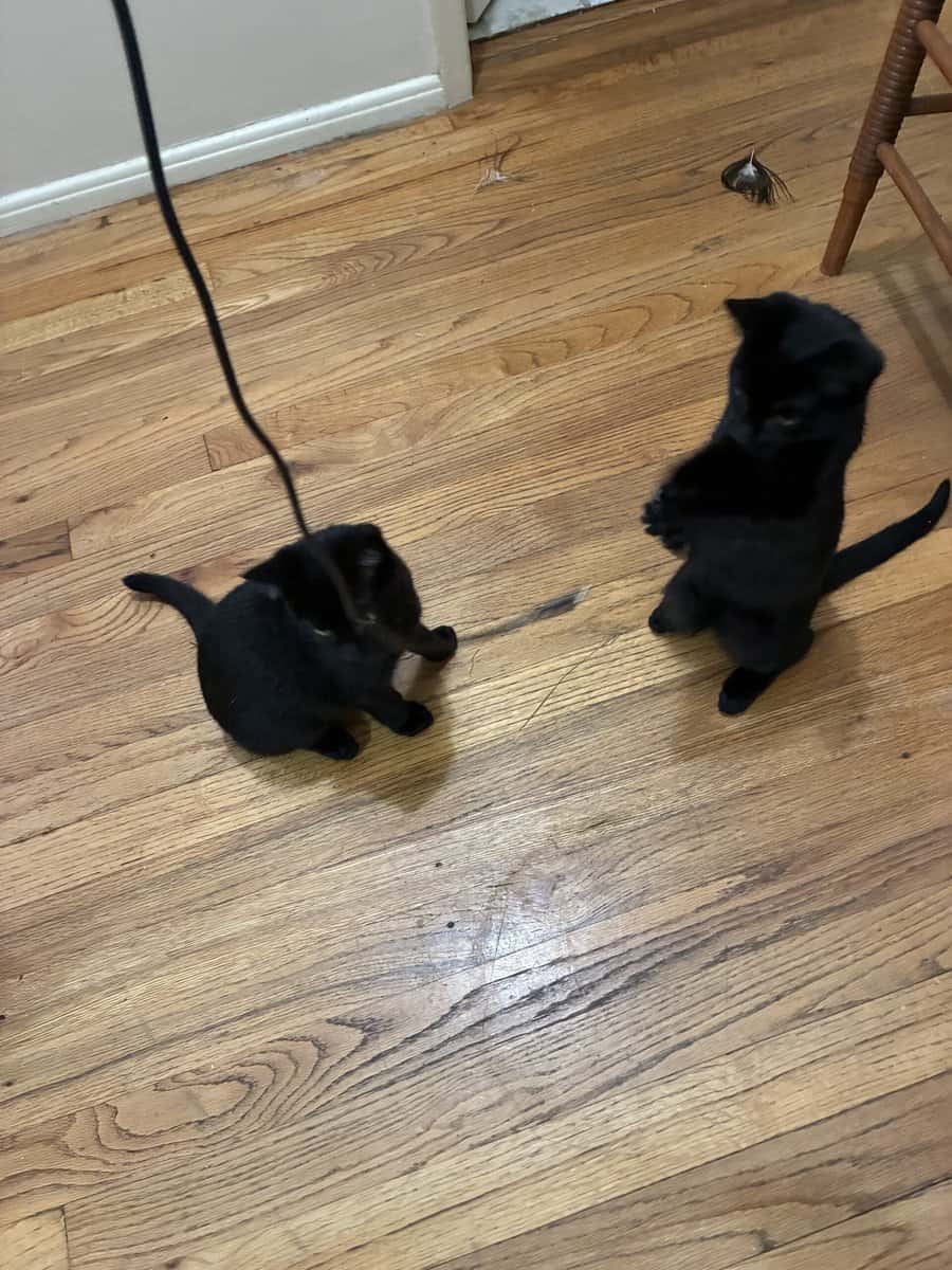 2 KITTENS NEED A HOME image 1