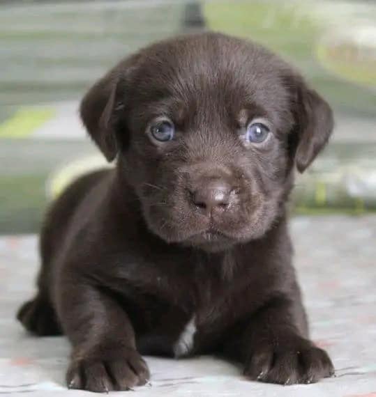 Gorgeous chocolate Labrador Puppies For Adoption image 4