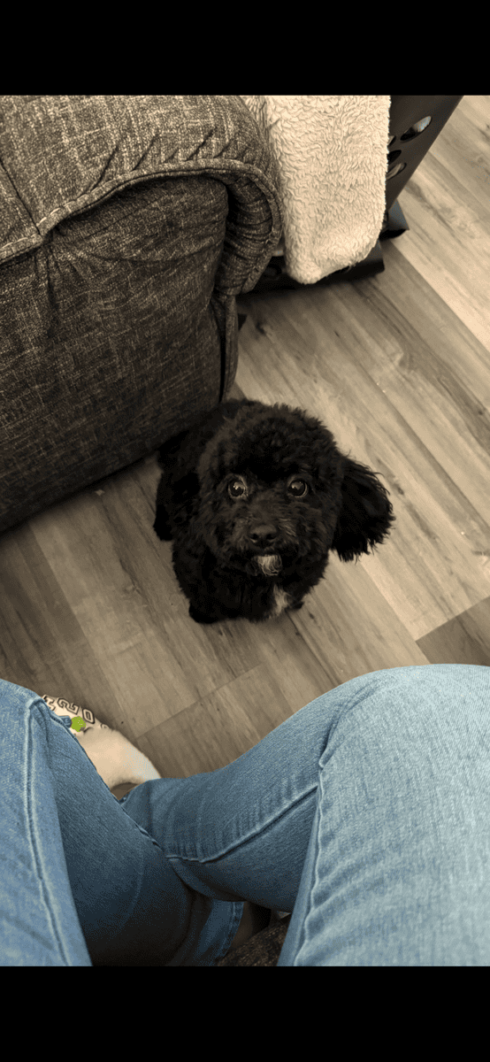 STUNNING Bichpoo Seeking her Forever person image 6