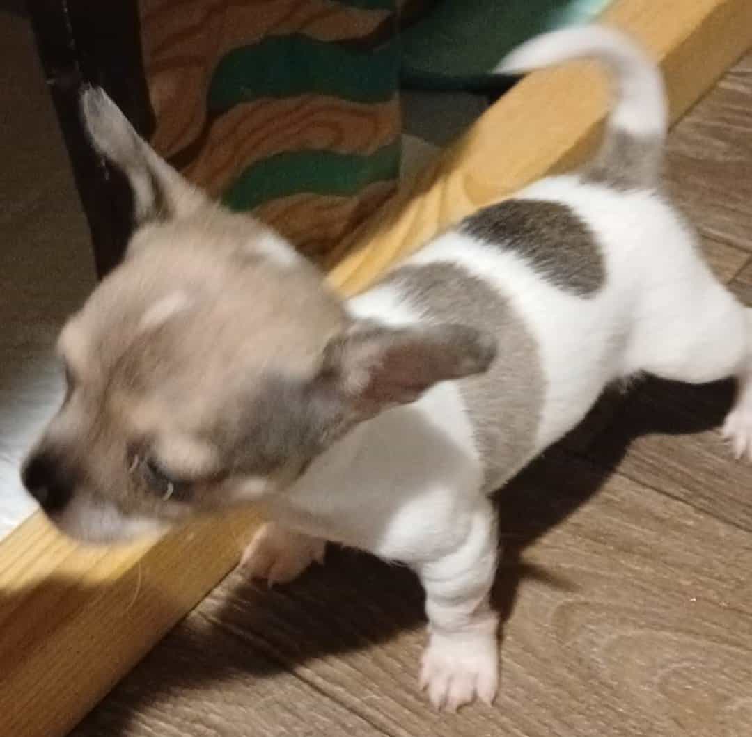 Stunning different colors merle piebald male chihu image 10