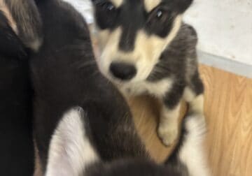 Siberian Husky Puppies