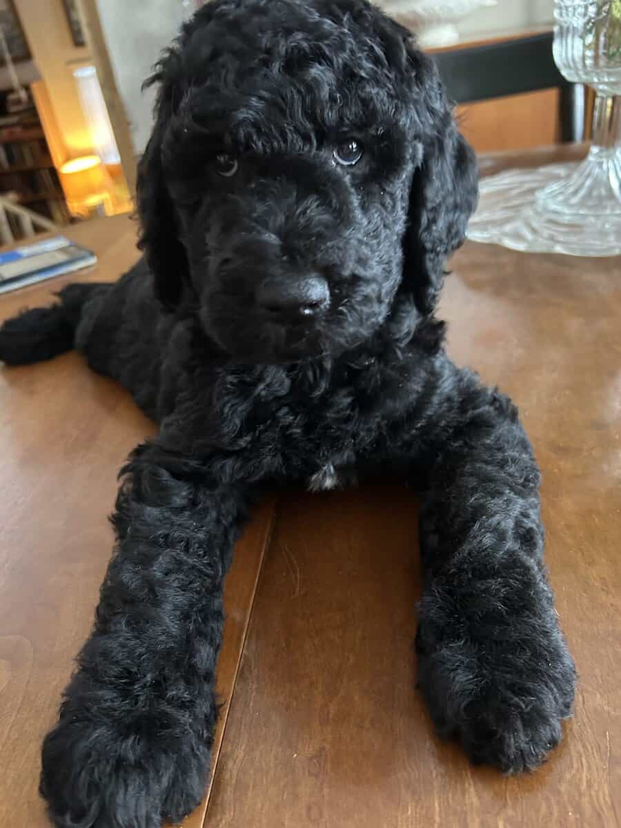 Beautiful Goldendoodle puppies image 4