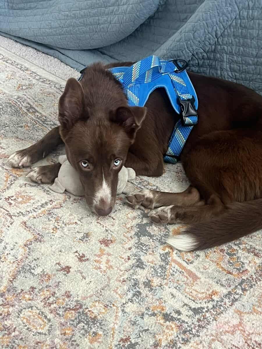 Husky image 1