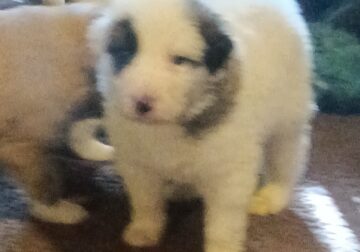 Great Pyrenese puppy
