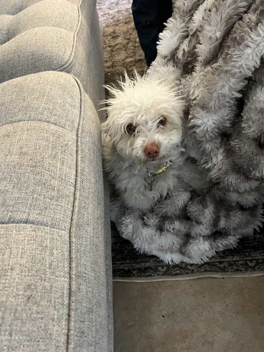 6 Month Old Poodle Maltese Mix image 1