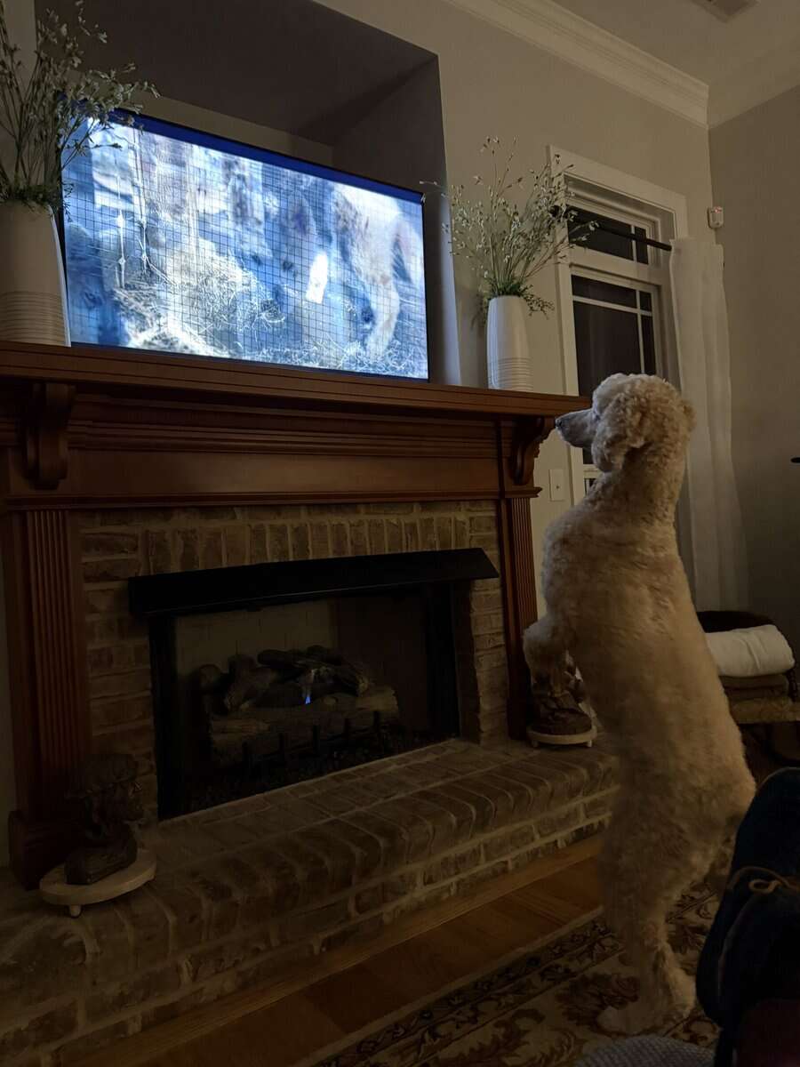 Gracie Pup Standard Poodle image 1