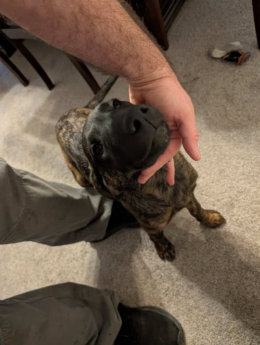 Belgian Malinois xLabrador puppies image 5