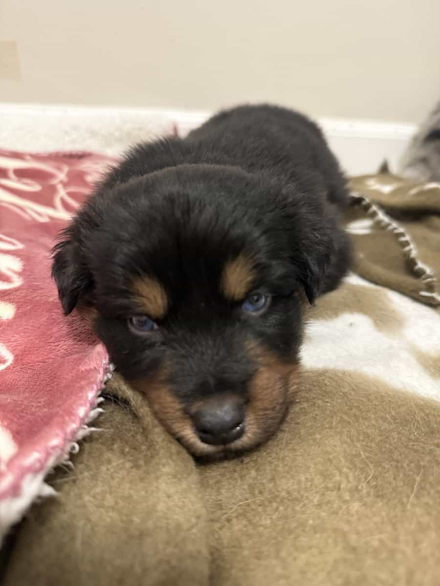Australian Shepherd Black Tri Female Puppy image 3