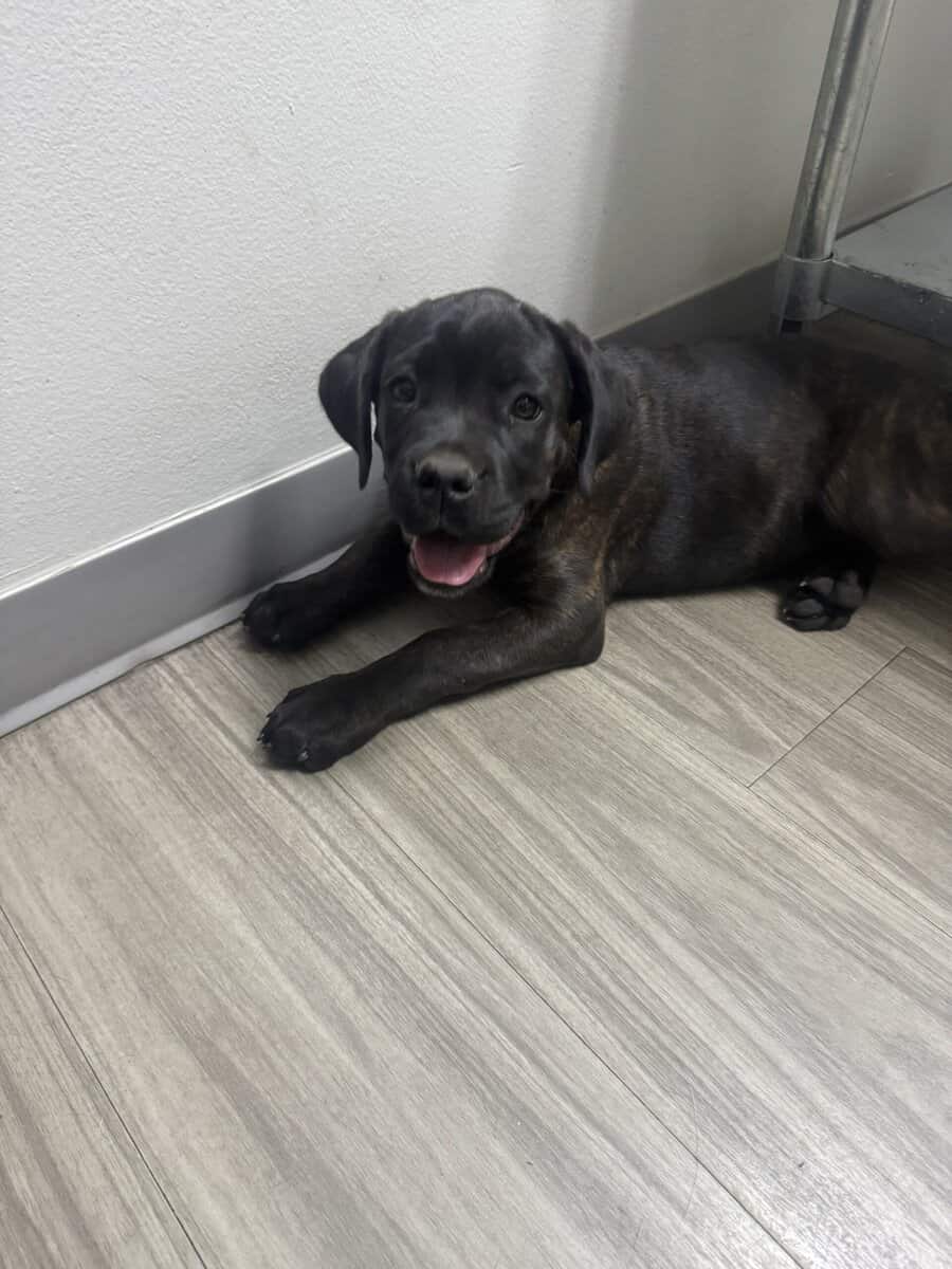Cane Corso puppies image 19