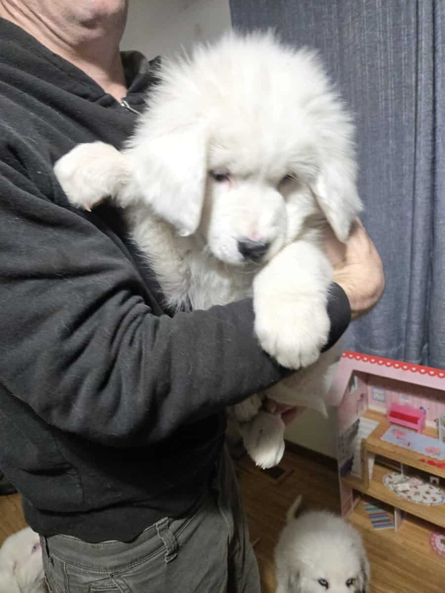 Great Pyrenees Puppies image 5