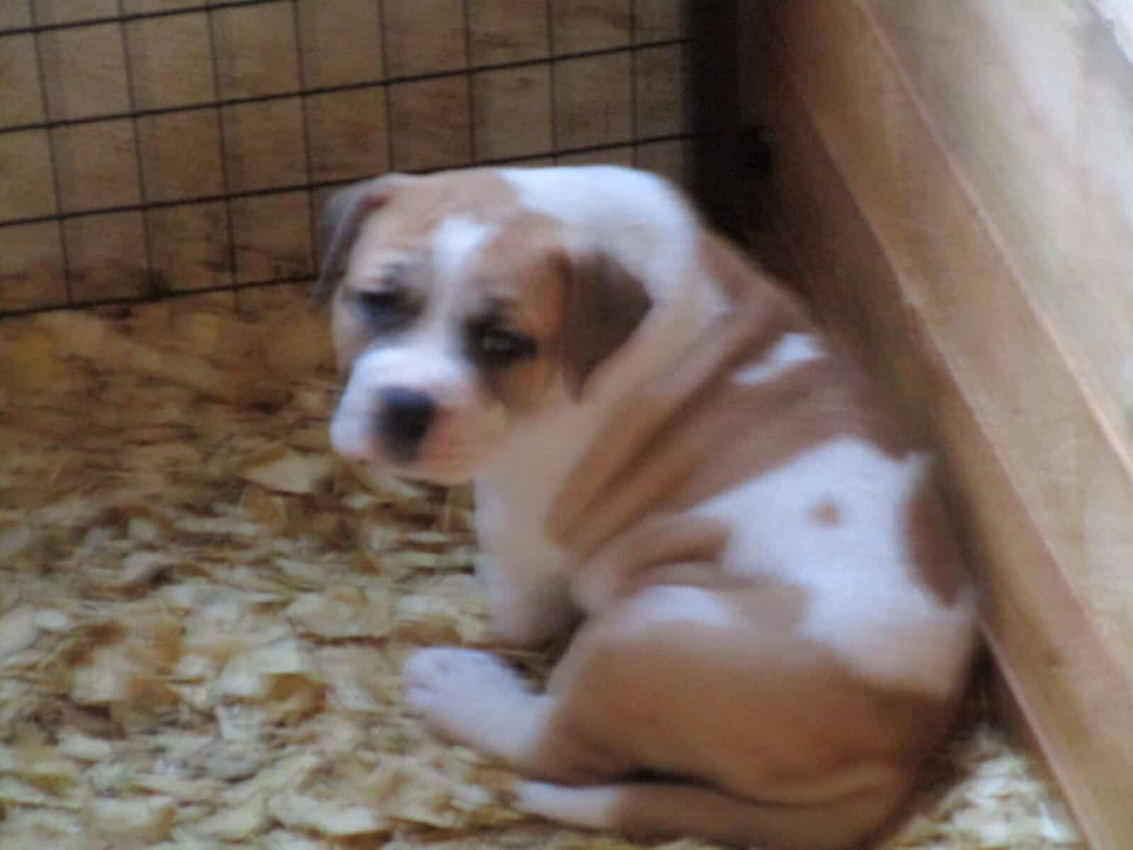 NKC American Bulldog pups image 2