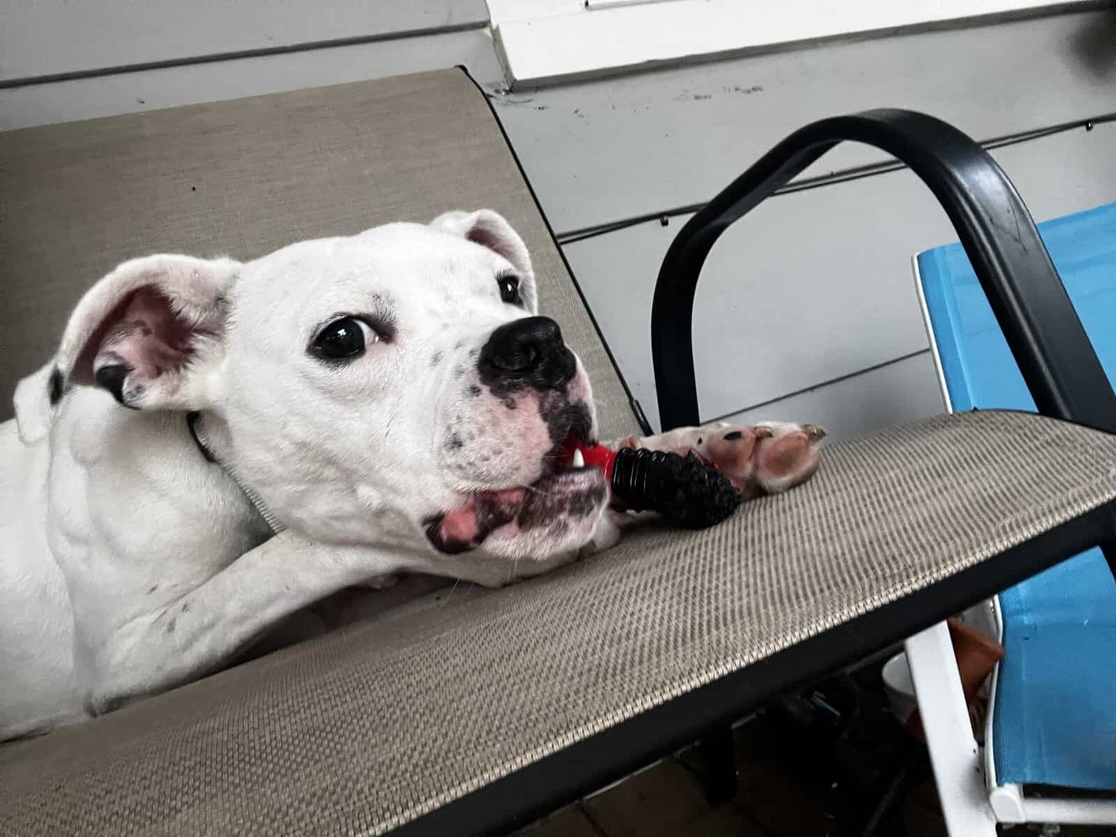1.7 year old pit bull terrier in need of good home image 2