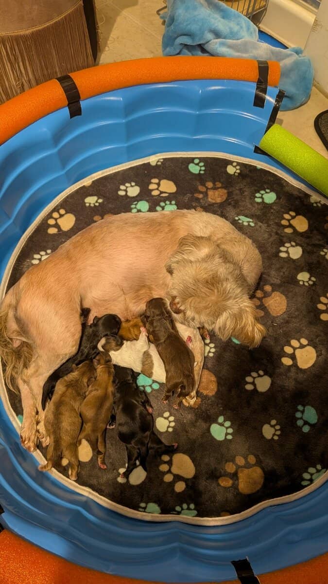 Shih Tzu puppies image 1