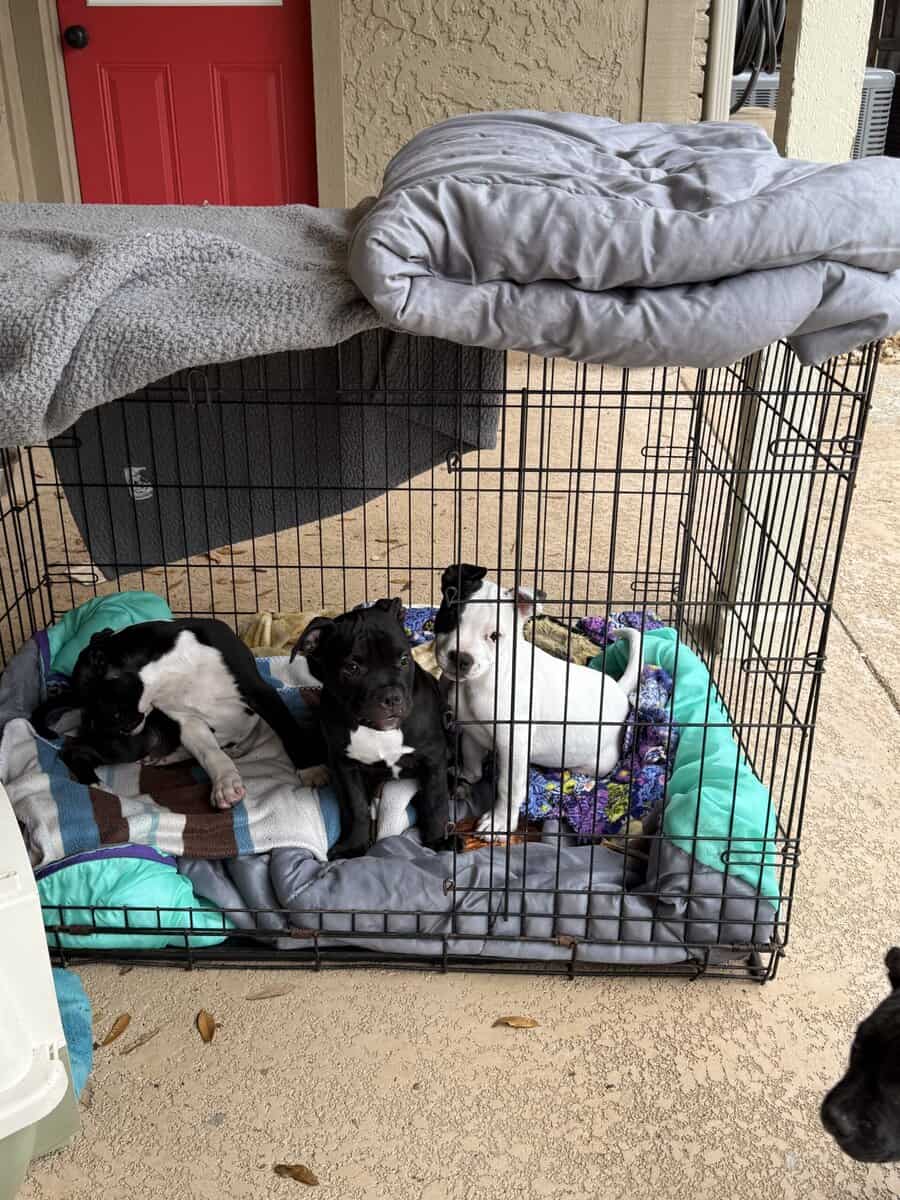 Healthy puppies need a loving home image 1
