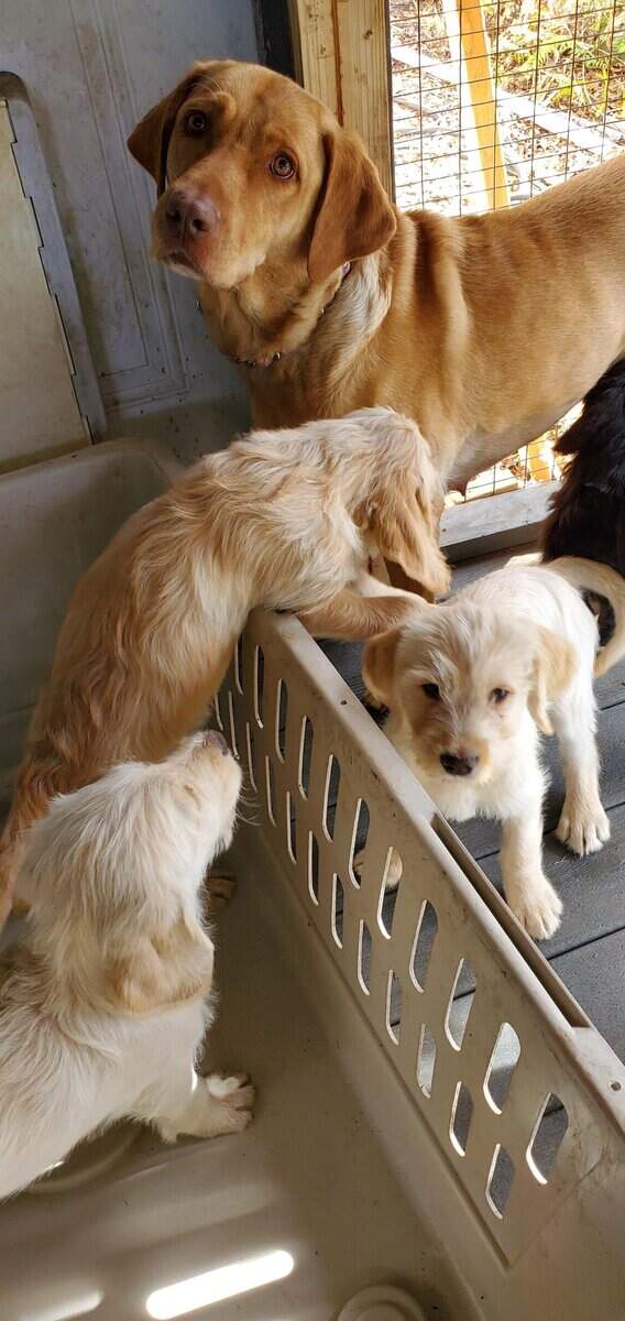 Labradoodle Puppies image 6