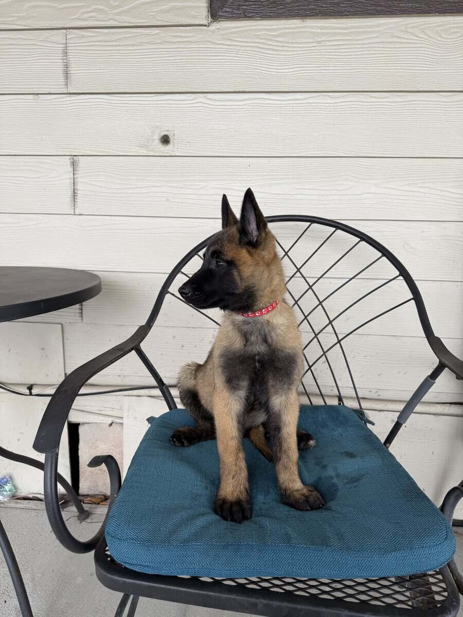 2 Belgian Malinois image 9