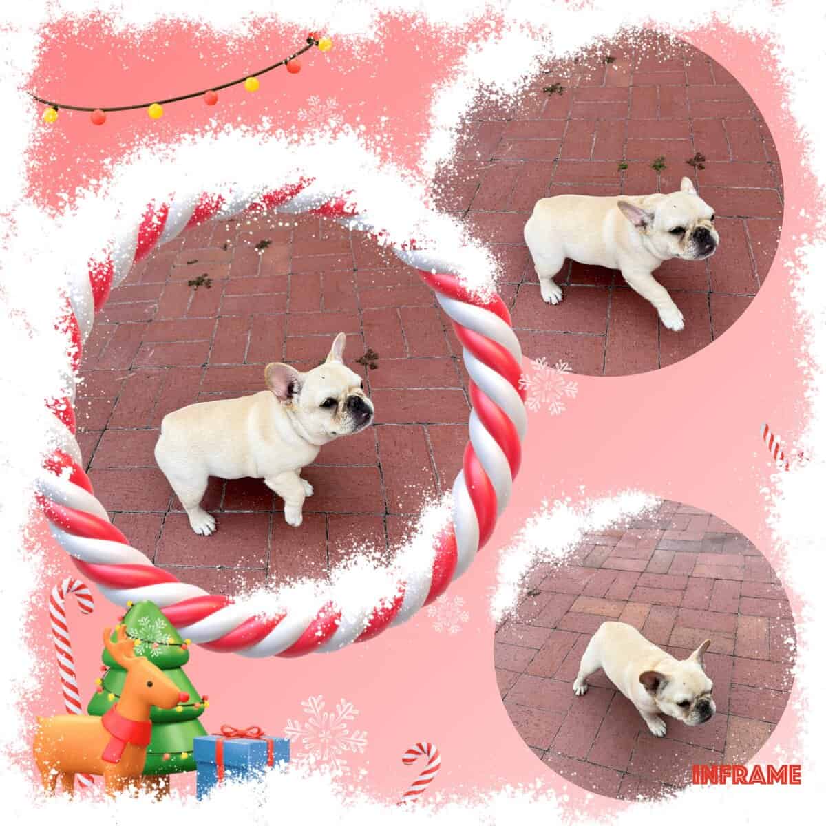 4 MONTHS FEMALE PUPPY FAWN FRENCH BULLDOG image 2