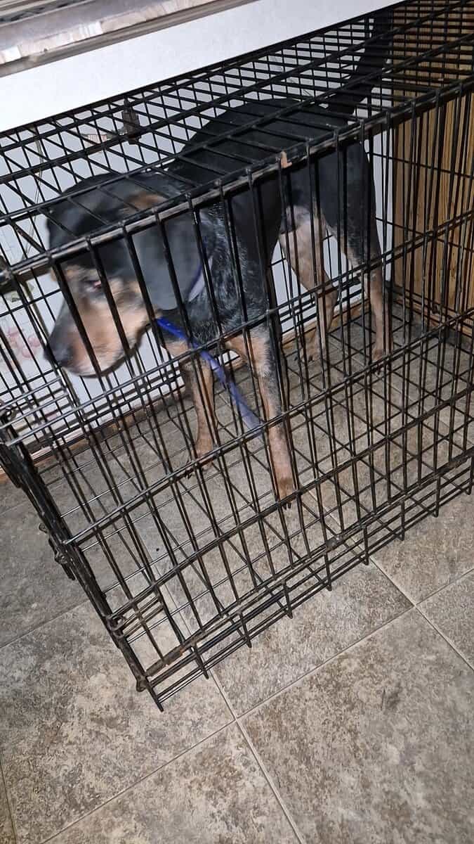 Bluetick mix image 1