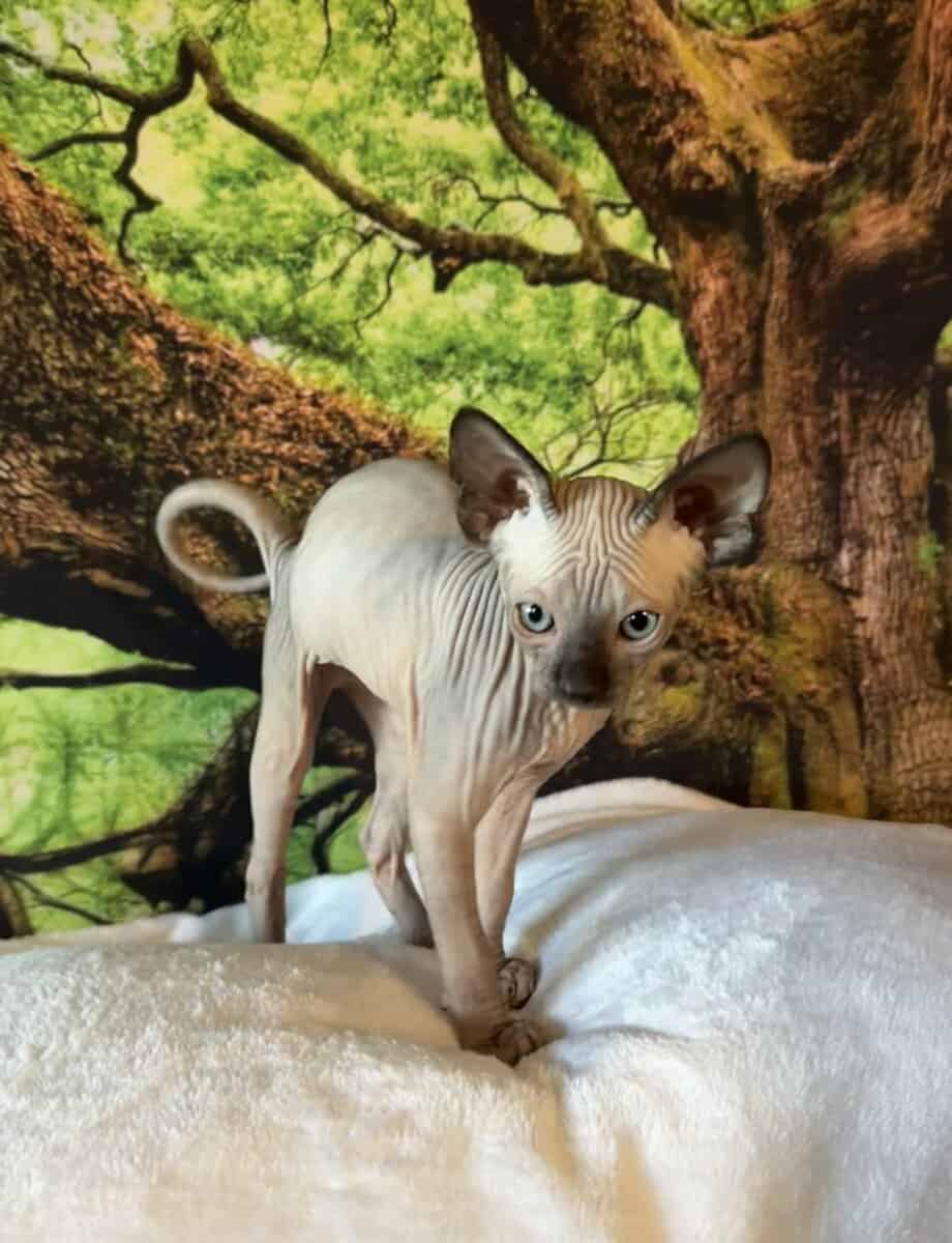 Sphynx kitten image 6