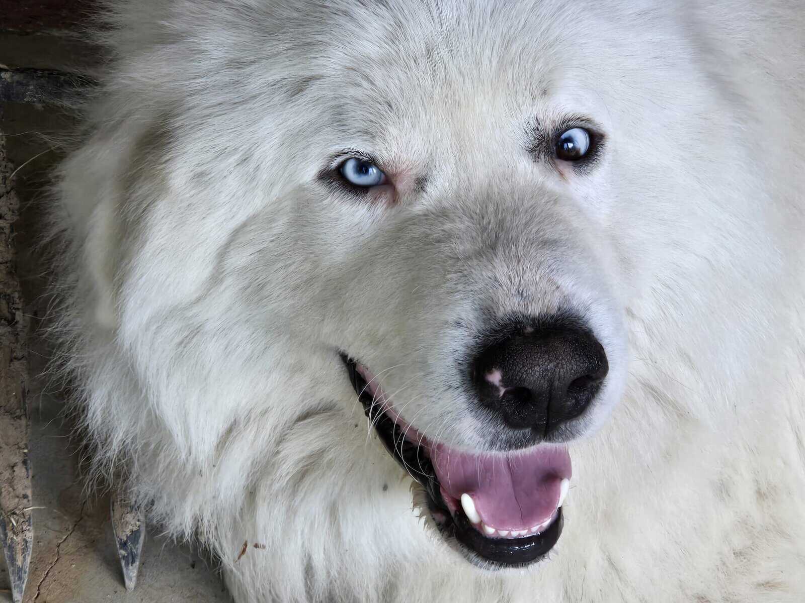 Great Pyrenees Puppies image 2