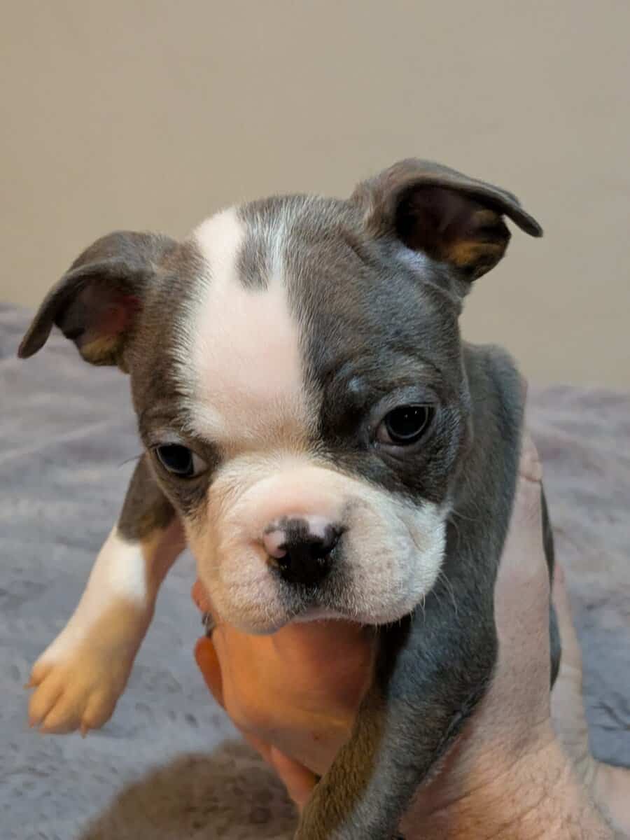 Boston Terriers for Sale! image 1