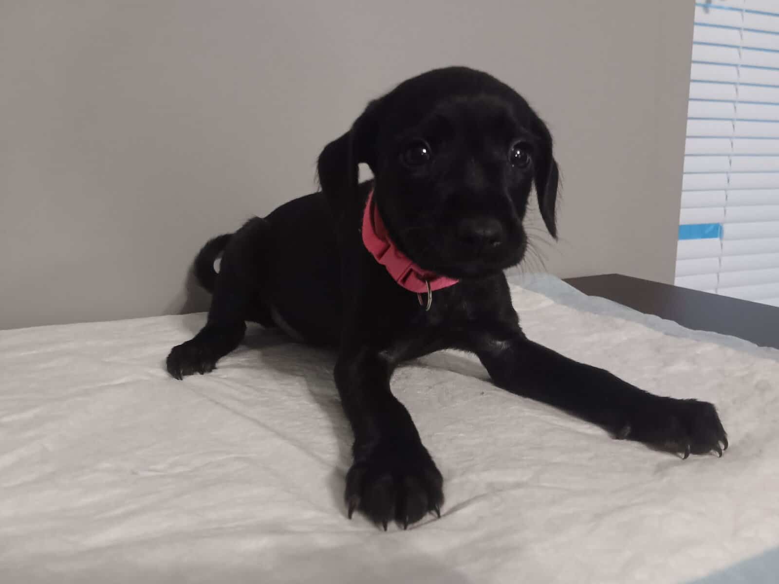 Miniature schnauzer/mix puppies image 1