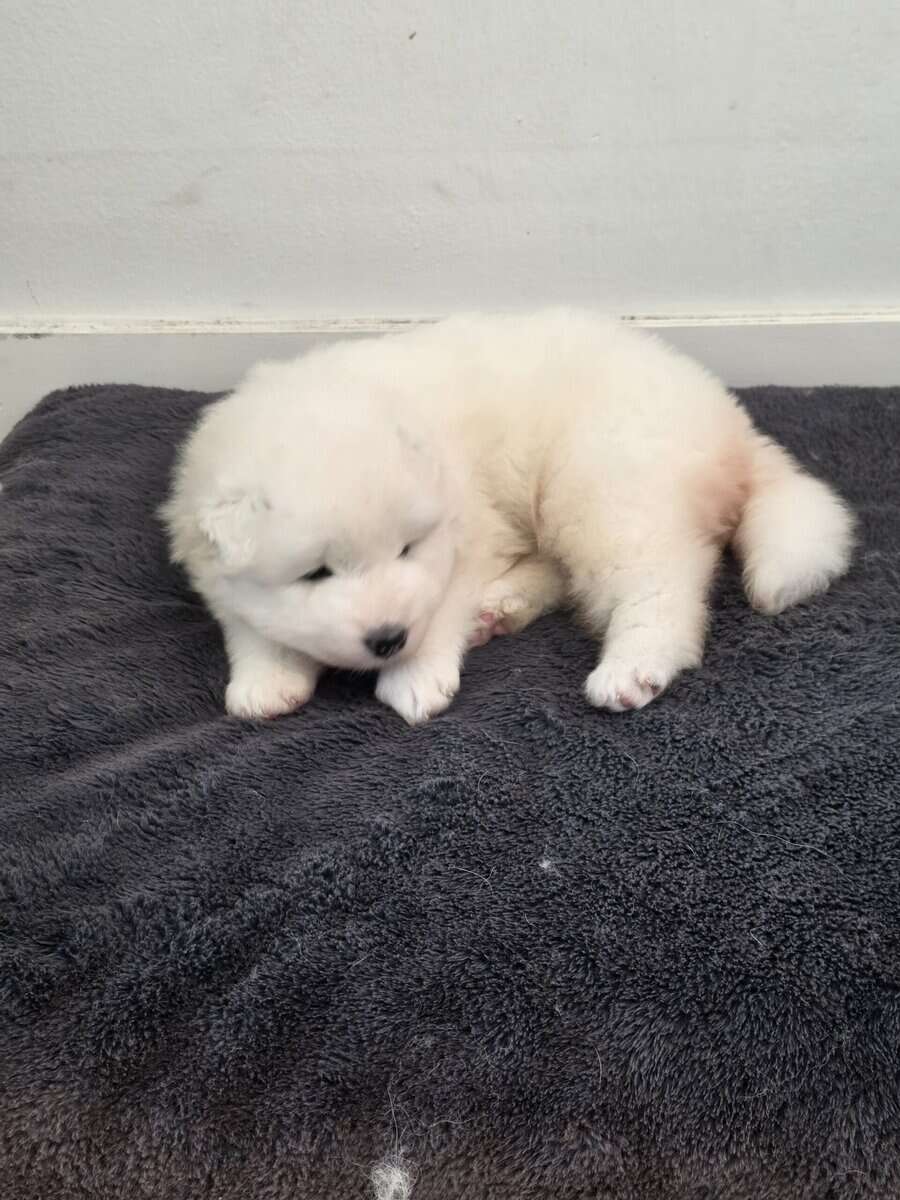 Samoyed female's 4 weeks image 6