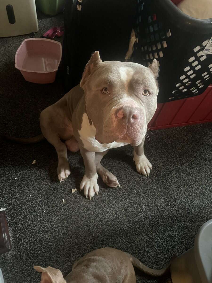 Male Xl bully 3years old image 5