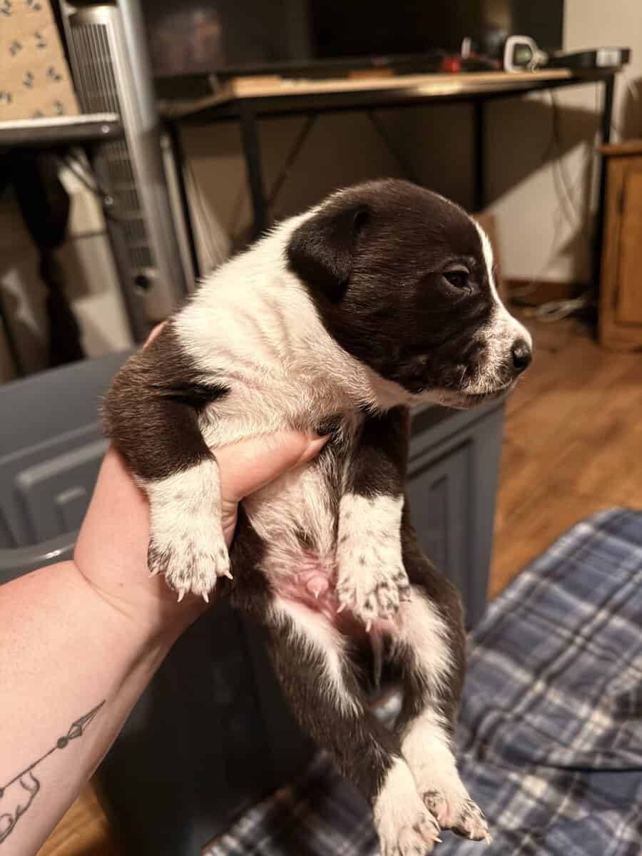 Male Puppies image 4