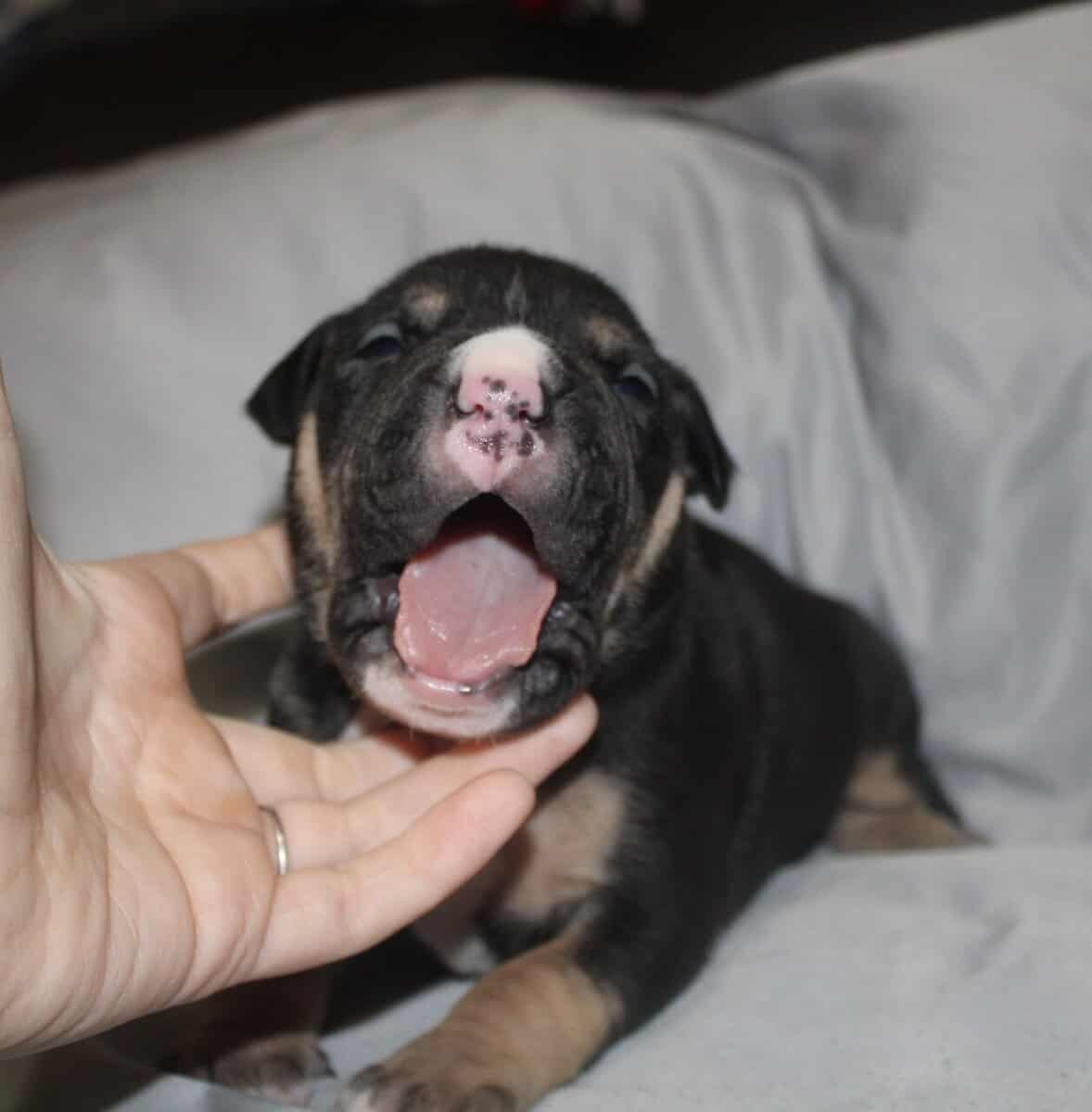 Abkc American Bully Puppies image 3