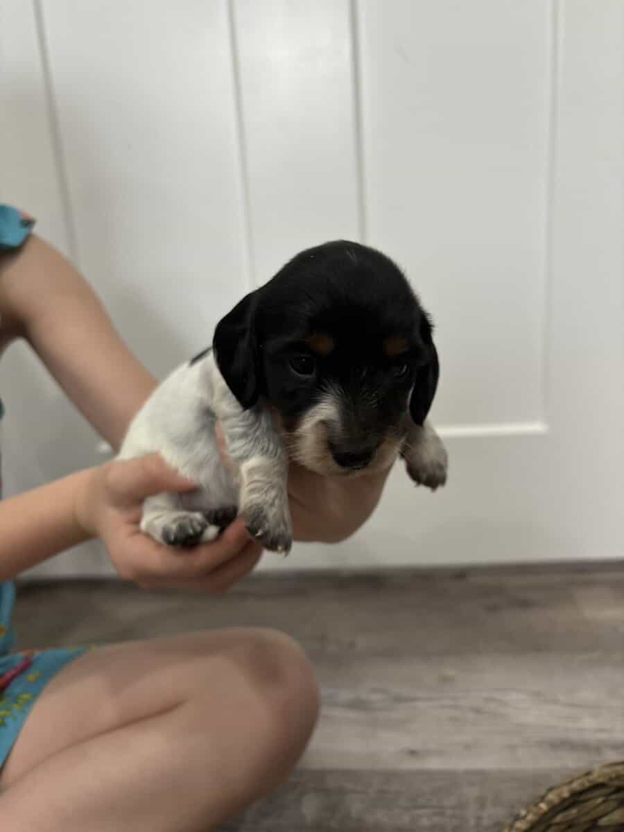 Purebred Miniature Dachshund puppies image 6