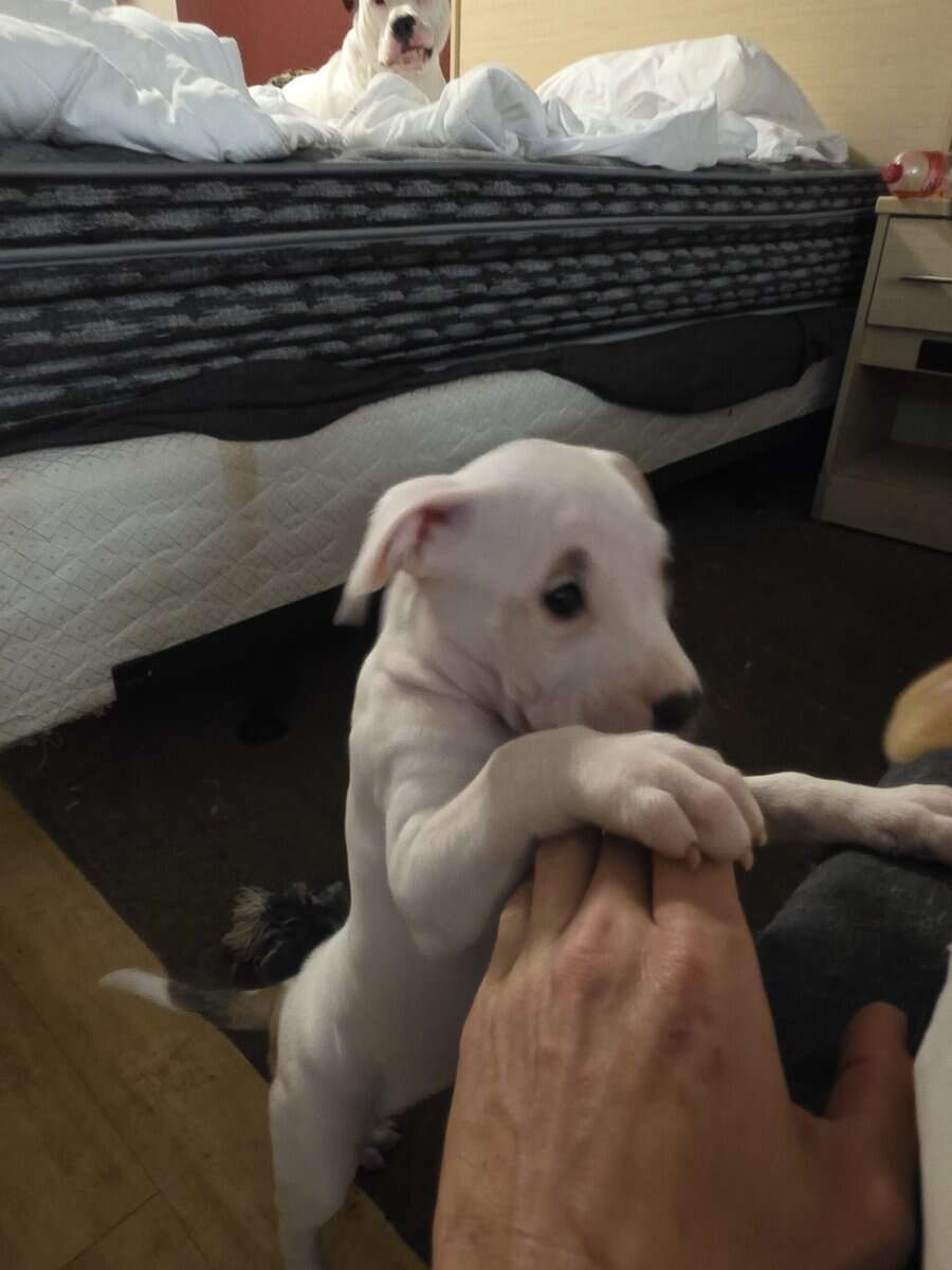 pitbull puppies for adoption image 2