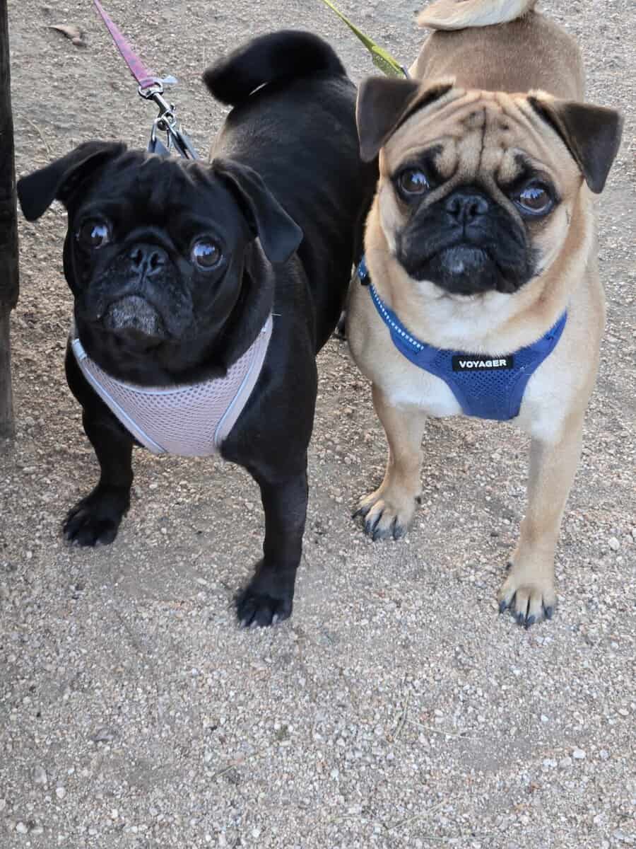Loving Pugs image 3