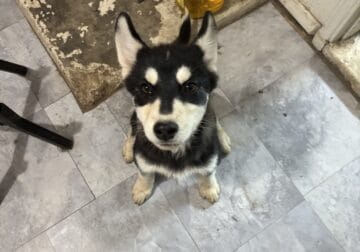 Siberian Husky Puppies