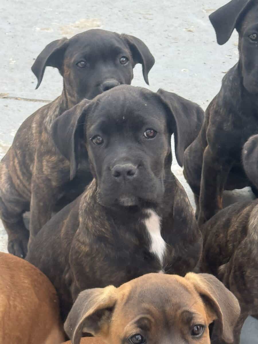Cane Corso puppies image 22