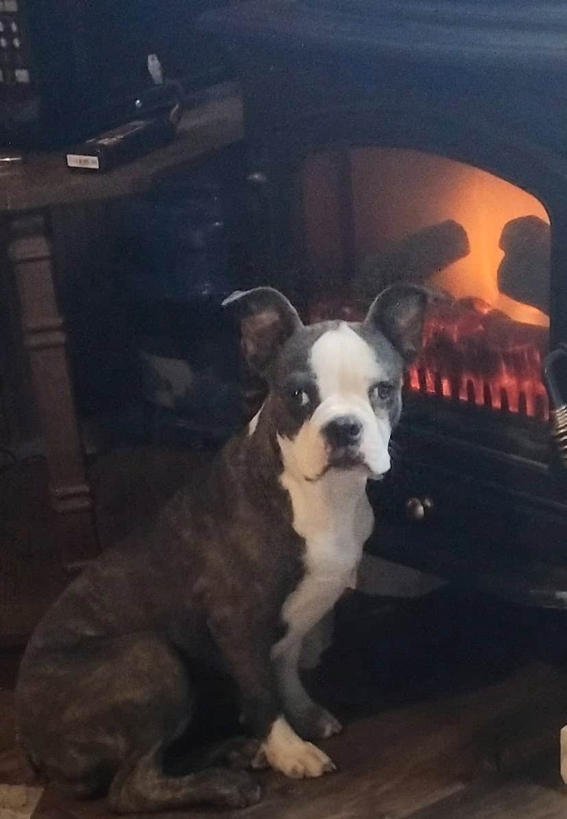Boston terriers image 2