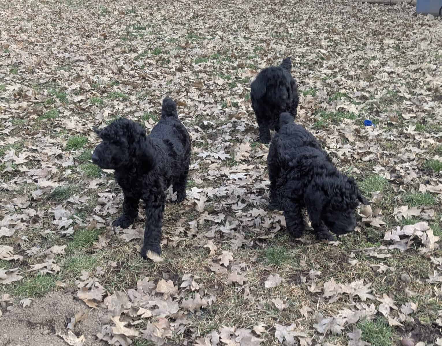 Standard Poodle puppies image 3
