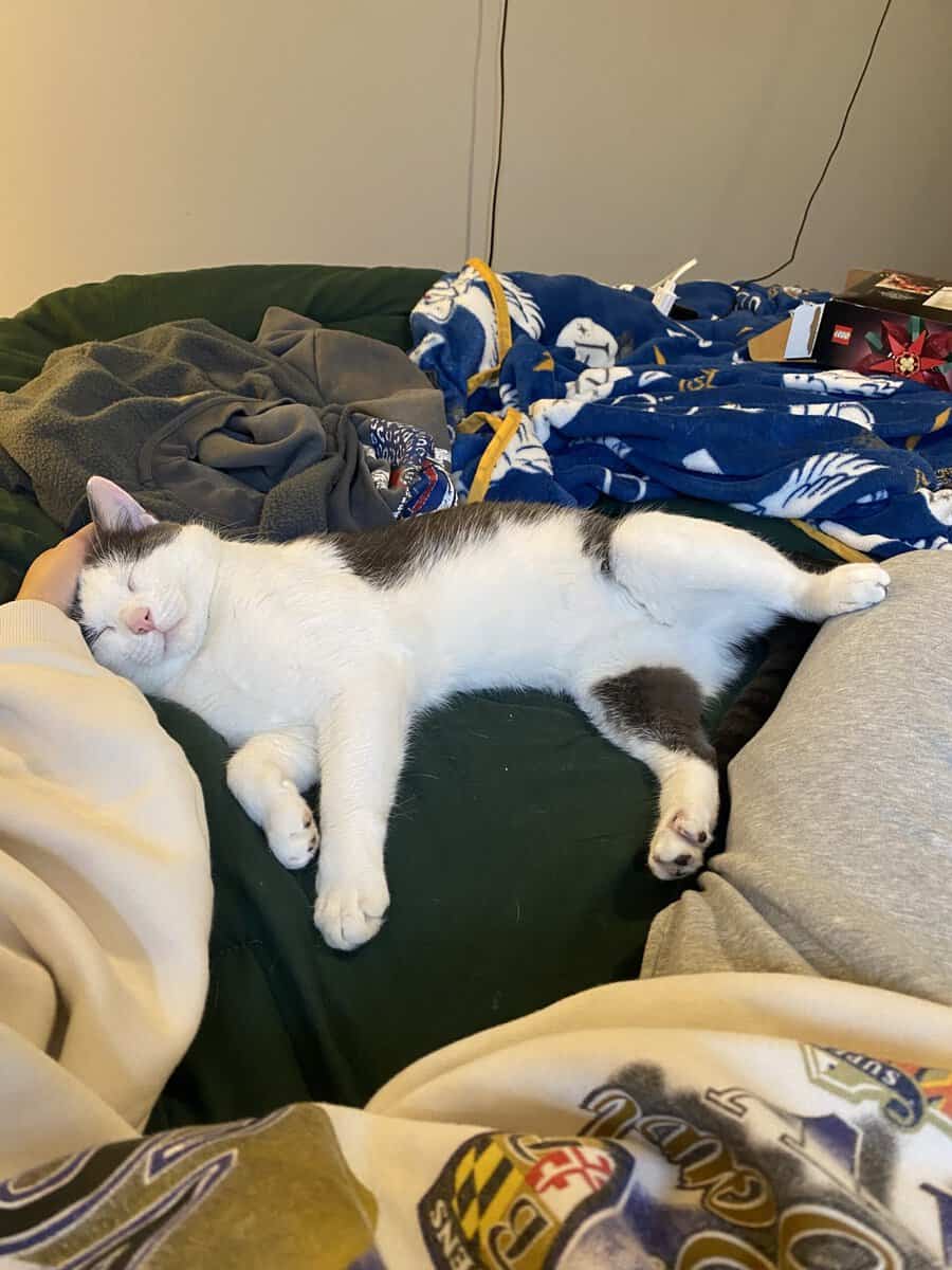 Sweet & Affectionate Cat Seeking an Only-Pet Home image 6