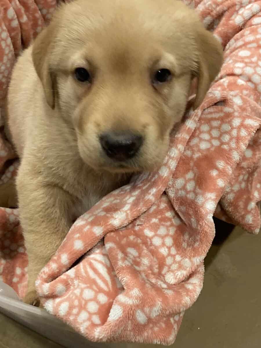 Lab mix puppies image 13