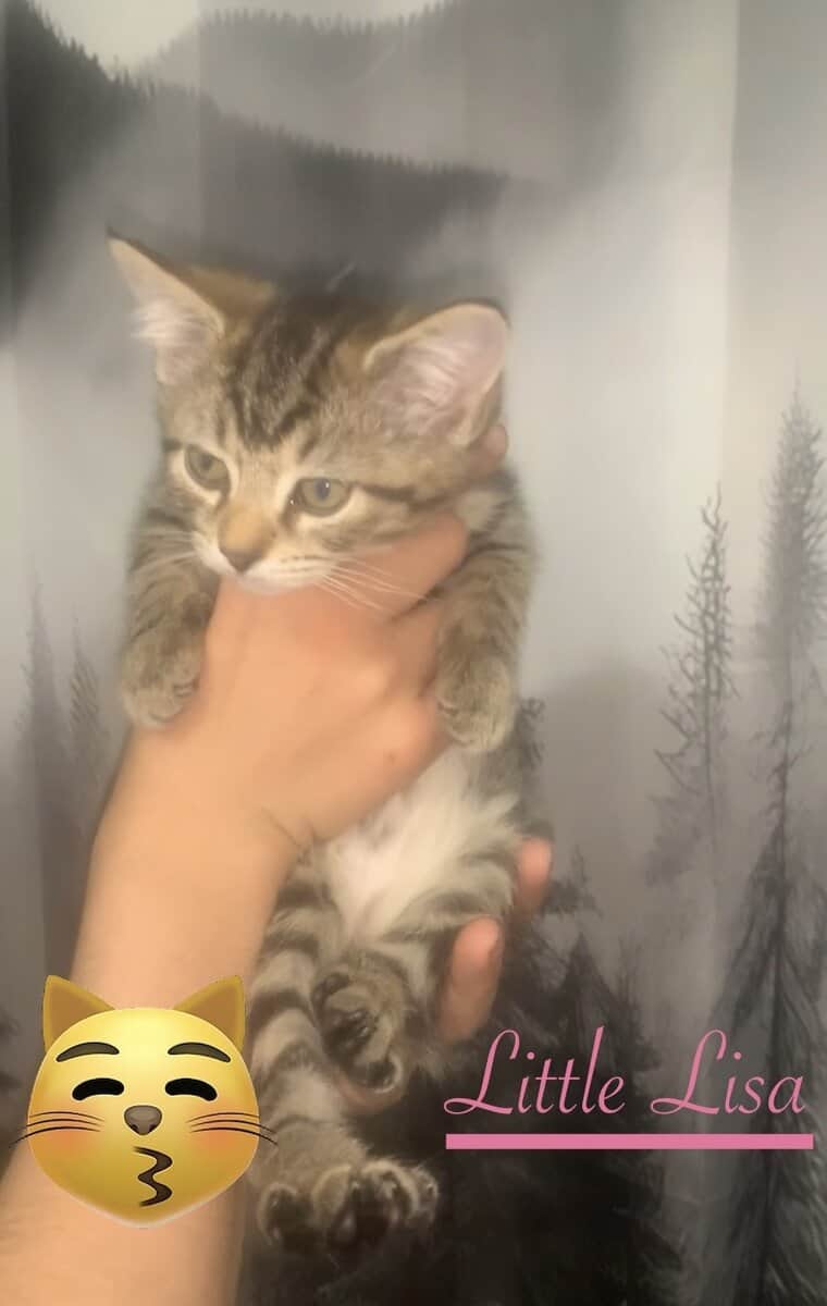8 week old kittens females image 1