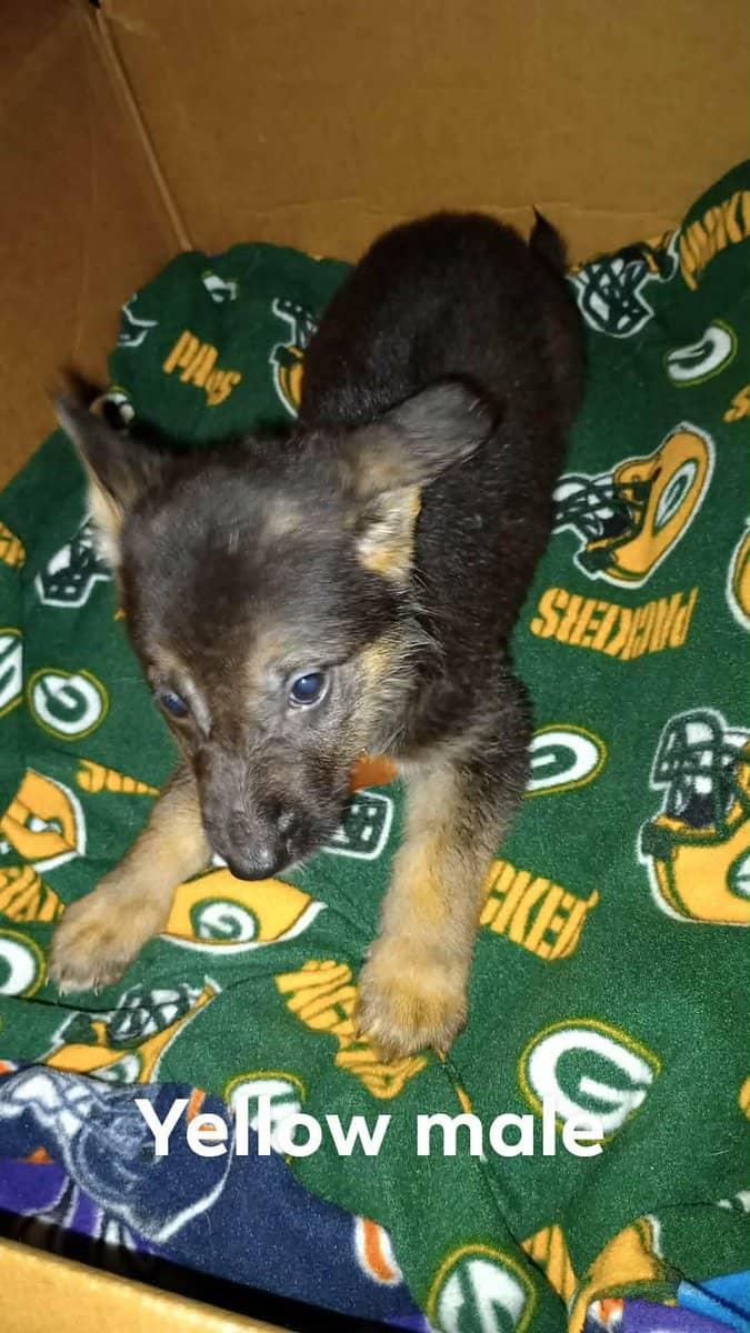 German Shepherd Puppies image 9