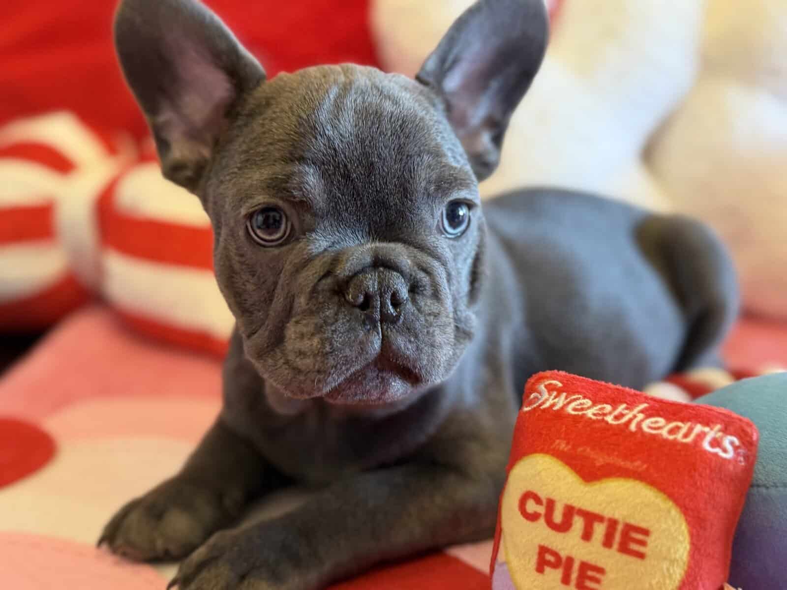 AKC registered French Bulldog puppies image 6