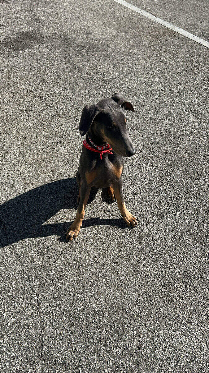 Doberman Puppy image 5