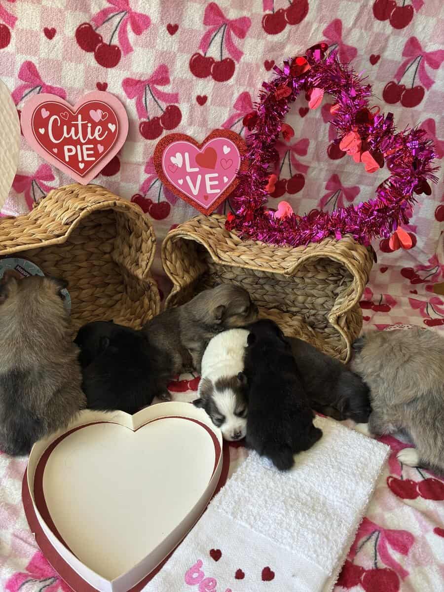 Browns Pomeranian pups image 1